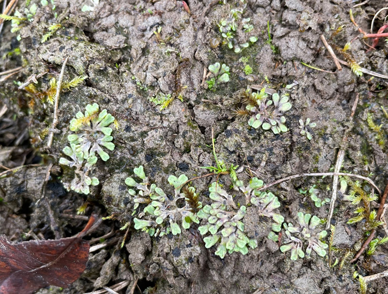 Riccia bifurca